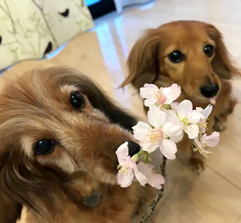 f:id:masami_takasu:20190123134328j:plain f:id:masami_takasu:20190123134328j:plain