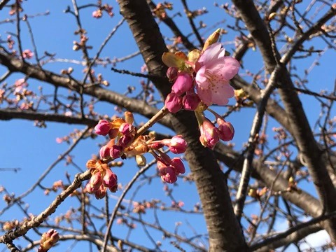 f:id:masami_takasu:20190126101852j:plain