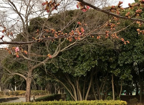 f:id:masami_takasu:20190126102006j:plain
