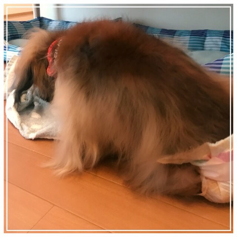 f:id:masami_takasu:20190126105908j:plain