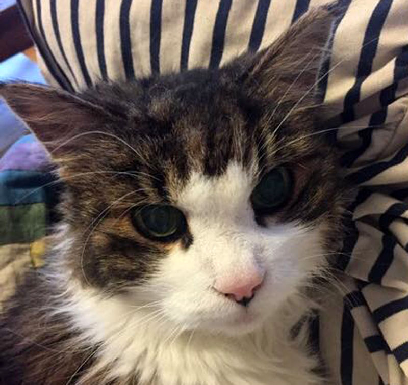 f:id:masami_takasu:20190126122015j:plain