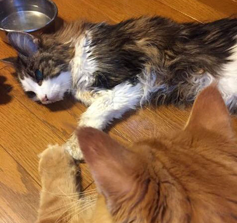 f:id:masami_takasu:20190126123911j:plain