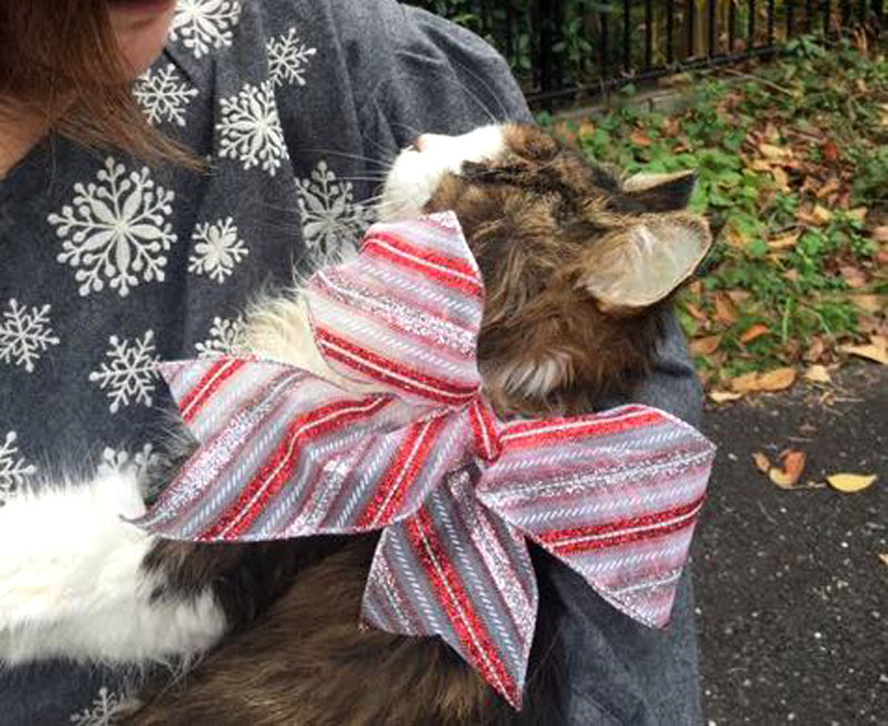 f:id:masami_takasu:20190126125542j:plain