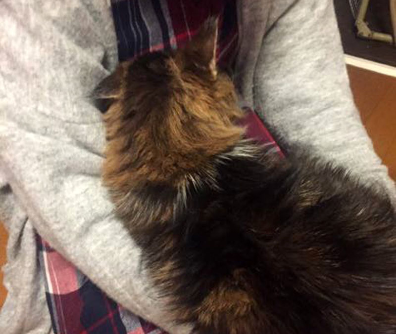 f:id:masami_takasu:20190126125835j:plain