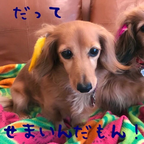 f:id:masami_takasu:20190130120757j:plain