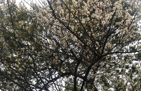 f:id:masami_takasu:20190130132229j:plain