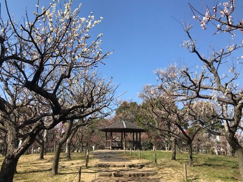 f:id:masami_takasu:20190131190657j:plain