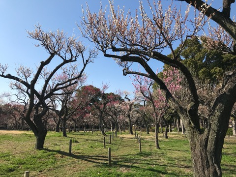 f:id:masami_takasu:20190131190757j:plain