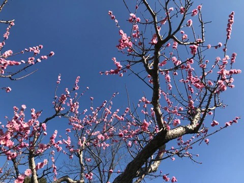 f:id:masami_takasu:20190131190912j:plain