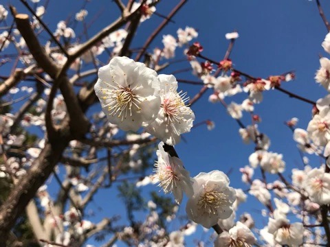 f:id:masami_takasu:20190131191019j:plain