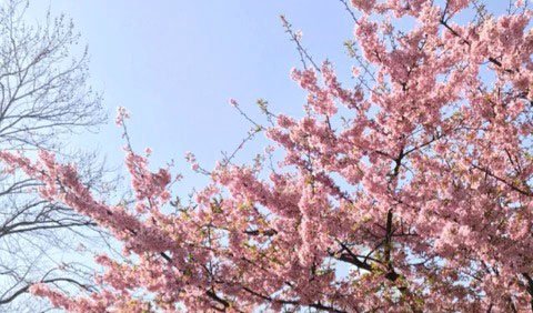 f:id:masami_takasu:20190201002002j:plain