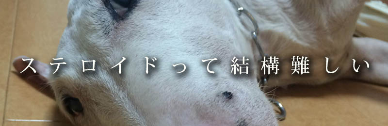 f:id:masami_takasu:20190201074936j:plain f:id:masami_takasu:20190201074936j:plain