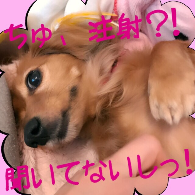 f:id:masami_takasu:20190201173832j:plain