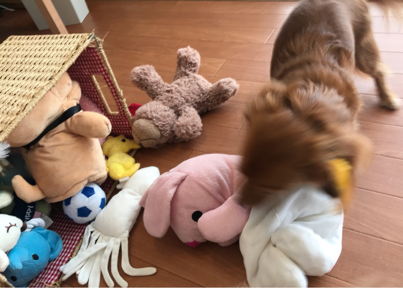 f:id:masami_takasu:20190201184251j:plain