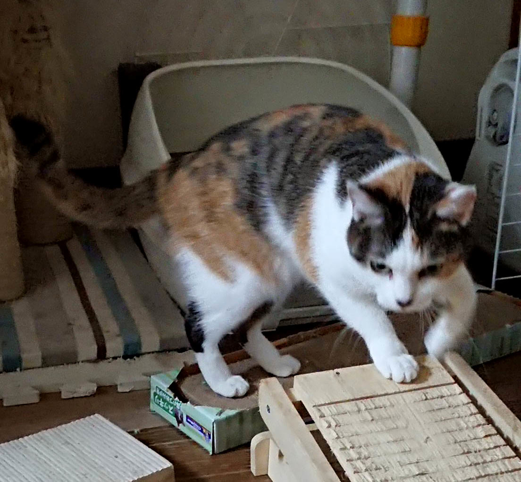 f:id:masami_takasu:20190206084130j:plain f:id:masami_takasu:20190206084130j:plain