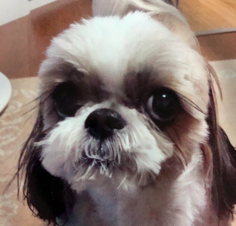 f:id:masami_takasu:20190207000809j:plain うちの子がうちにくるまで_扉