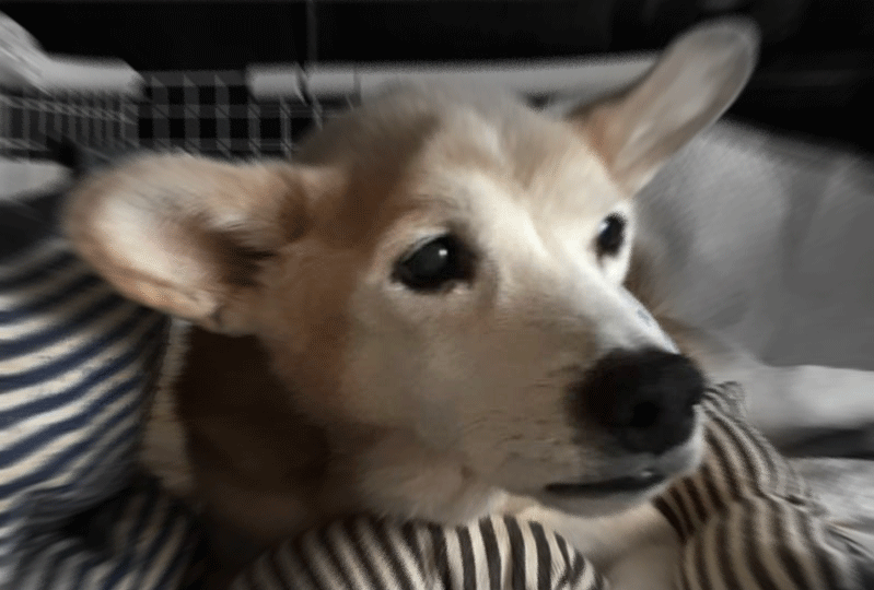 f:id:masami_takasu:20190210013430g:plain