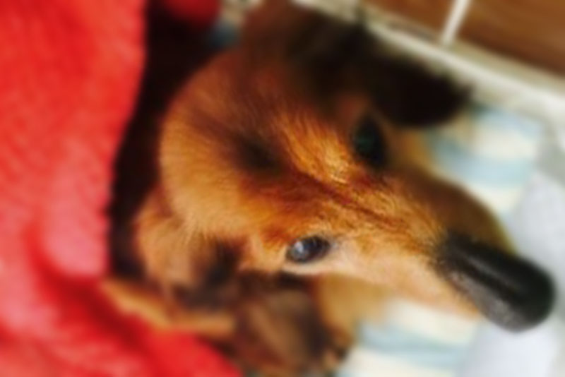 f:id:masami_takasu:20190210153941j:plain