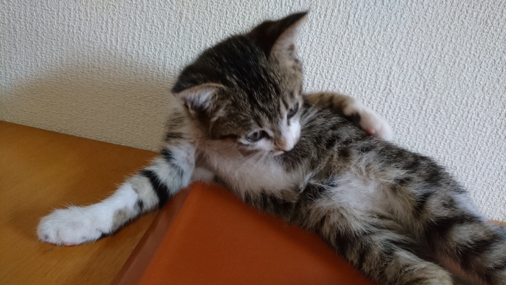 f:id:masami_takasu:20190212132828j:plain f:id:masami_takasu:20190212132828j:plain