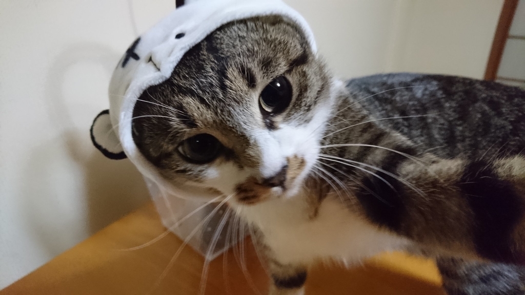 f:id:masami_takasu:20190214092359j:plain