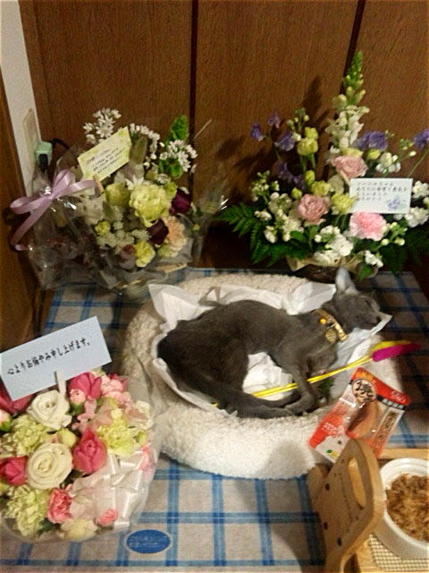 f:id:masami_takasu:20190214120719j:plain f:id:masami_takasu:20190214120719j:plain