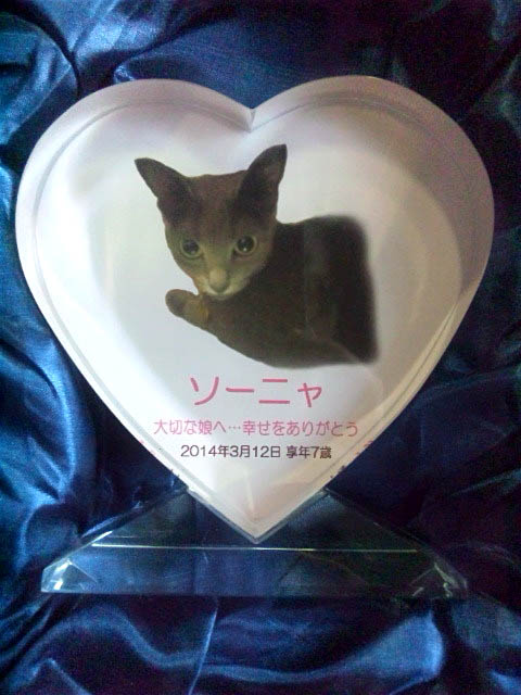 f:id:masami_takasu:20190216013658j:plain