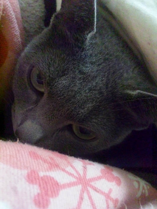f:id:masami_takasu:20190216014051j:plain