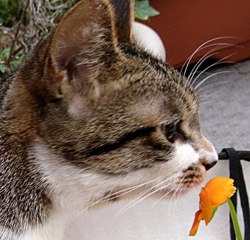 f:id:masami_takasu:20190306160415j:plain f:id:masami_takasu:20190306160415j:plain