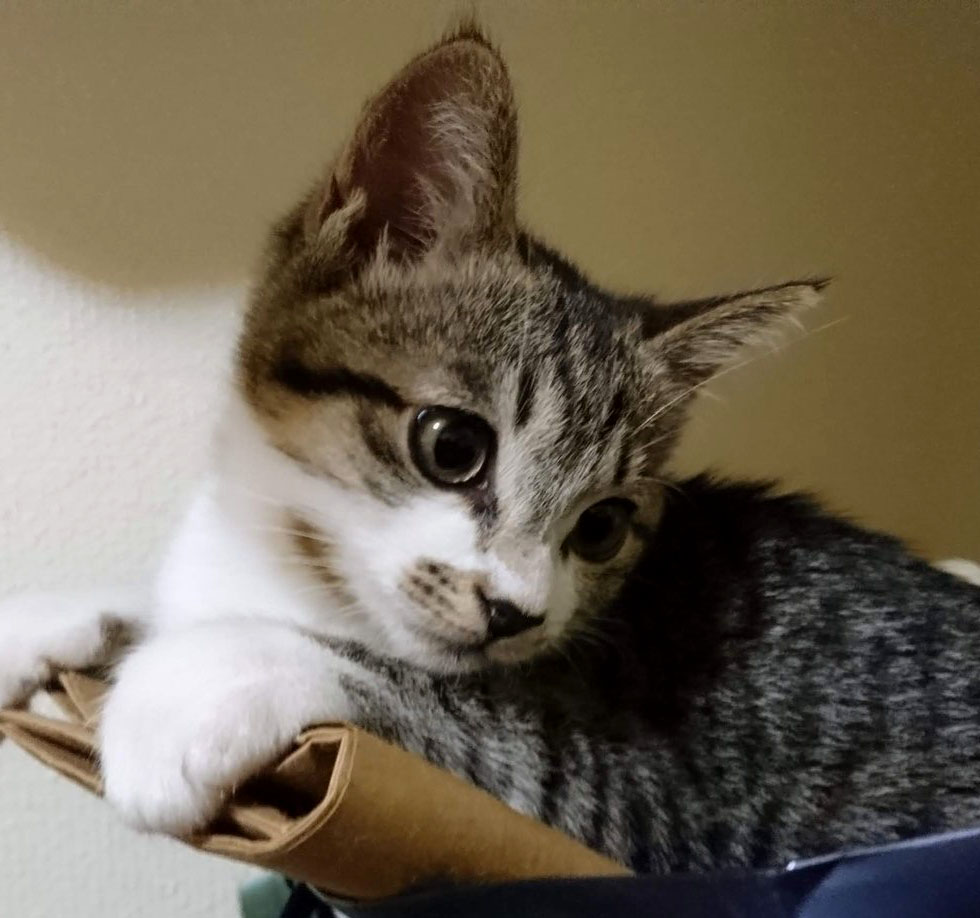f:id:masami_takasu:20190308133728j:plain f:id:masami_takasu:20190308133728j:plain