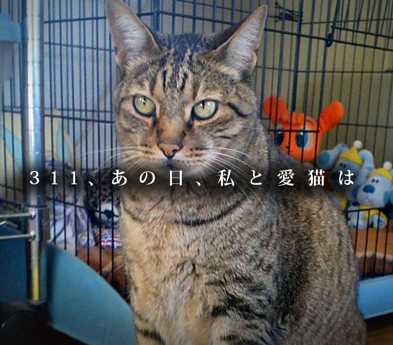 f:id:masami_takasu:20190310184248j:plain f:id:masami_takasu:20190310184248j:plain