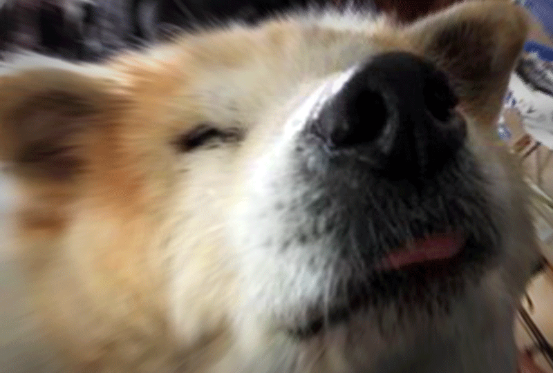 f:id:masami_takasu:20190311170130g:plain