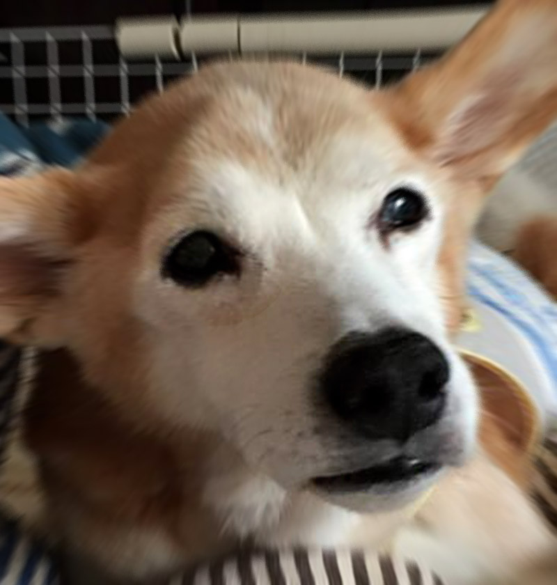 f:id:masami_takasu:20190311193051j:plain f:id:masami_takasu:20190311193051j:plain