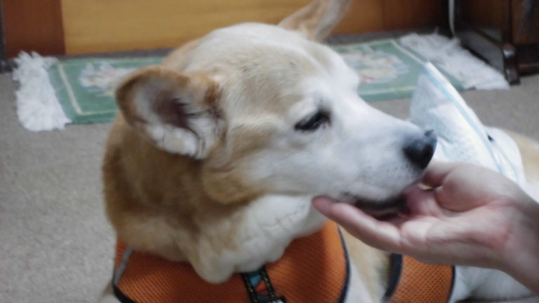 f:id:masami_takasu:20190312132404j:plain
