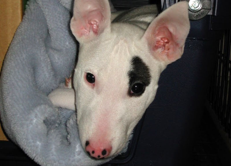 とぼけた顔だが、元は闘犬