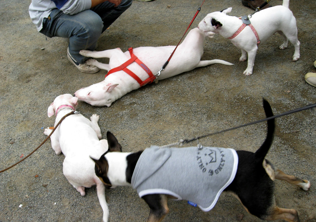 ブルテリアのオフ会での様子