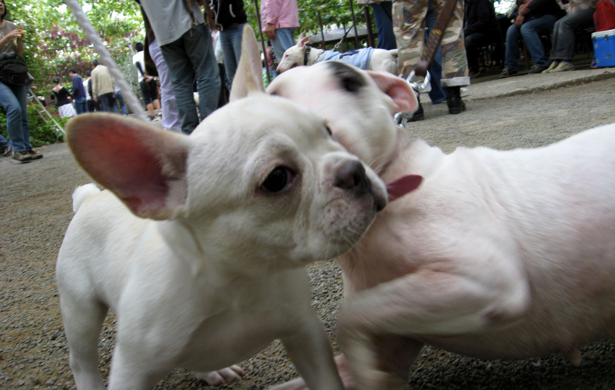 フレブルと、ミニチュア・ブルテリア
