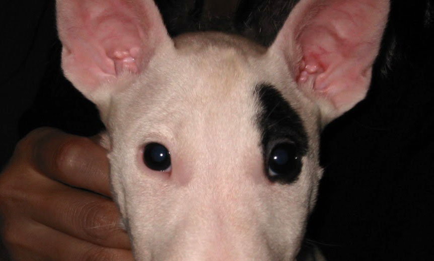 ミニチュアブルテリアの体重は?