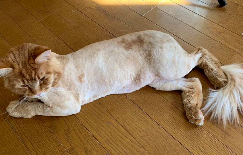サマーカットのメインクーン ライオンになりたかった猫 麻酔でシャンプーカット 猫の話をしようか