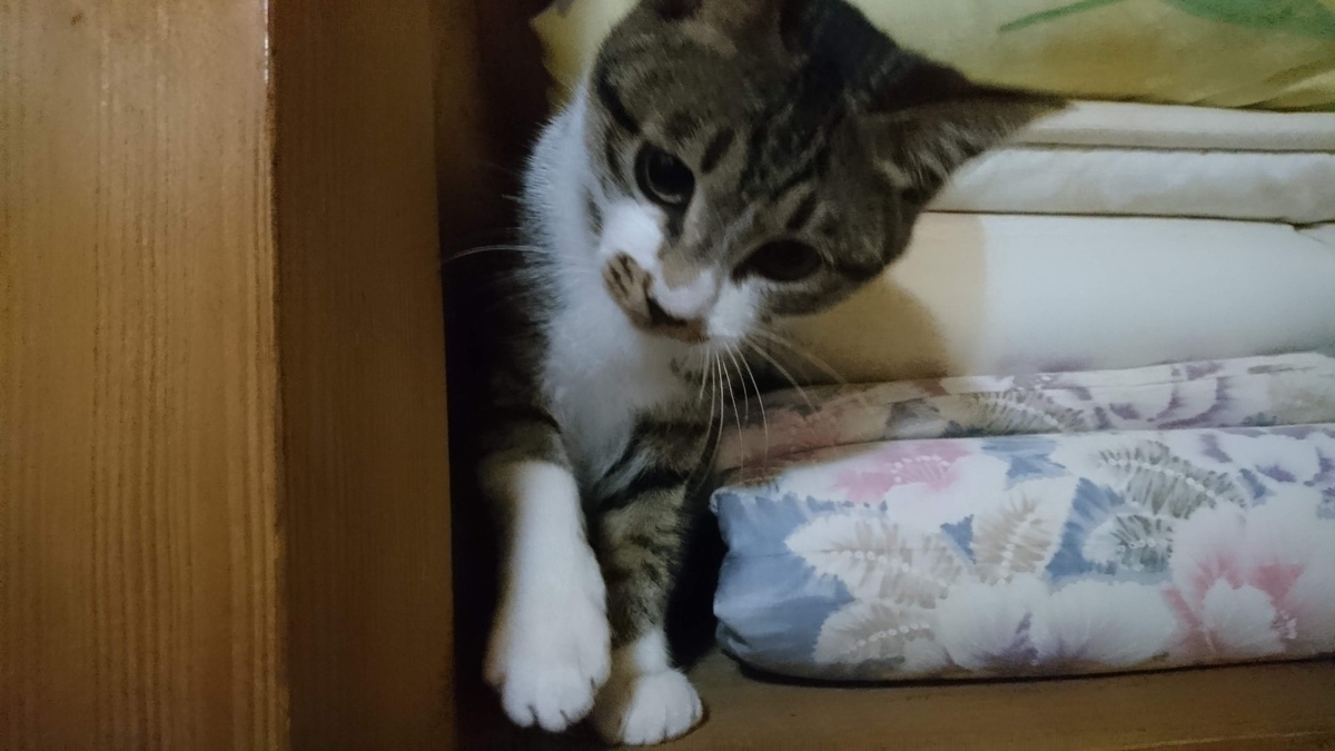 押し入れのマナ