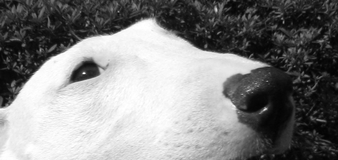 2001年のブルテリア