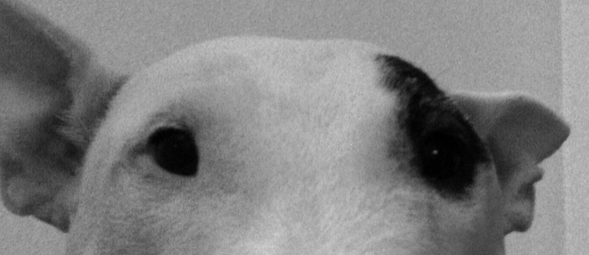 ベトナム戦争の犬