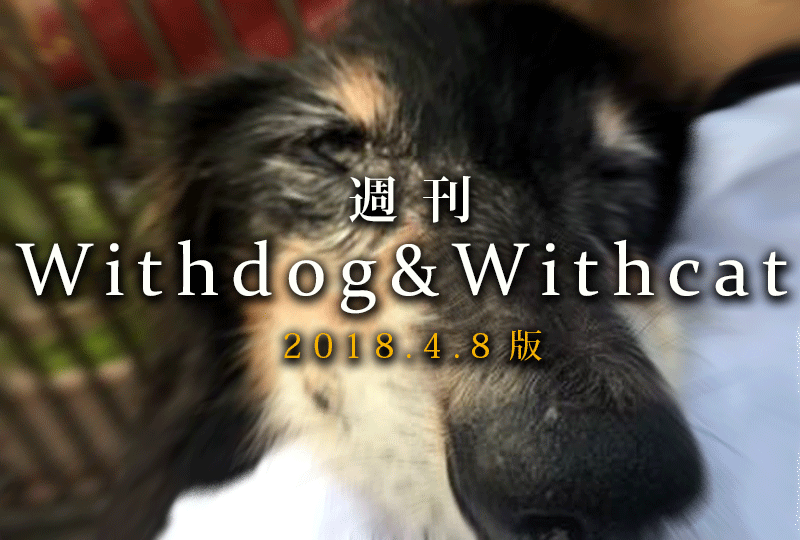 f:id:masami_takasu:20190414082445g:plain