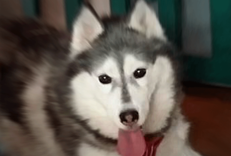 f:id:masami_takasu:20190414145935g:plain