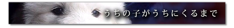 うちの子がうちにくるまでへ