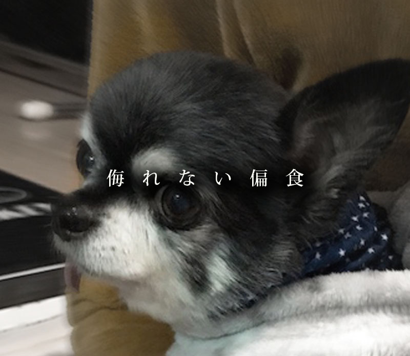 強制給餌の方法