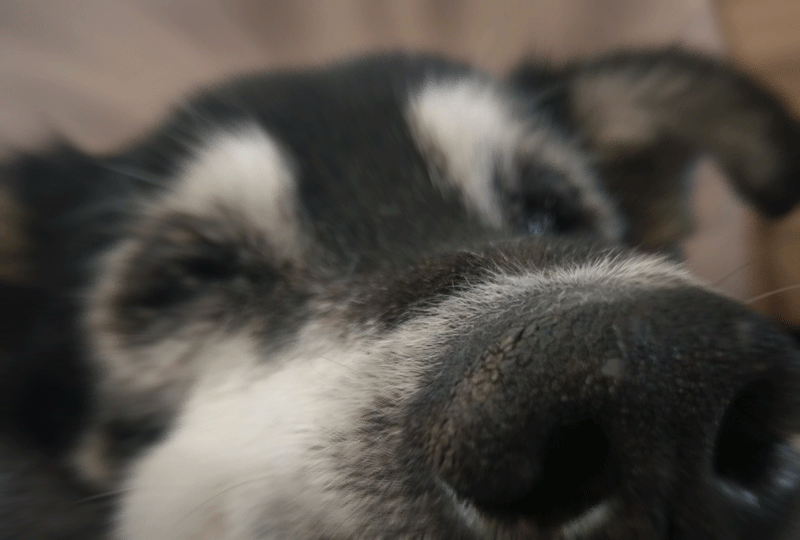老犬アルバム ハルさん