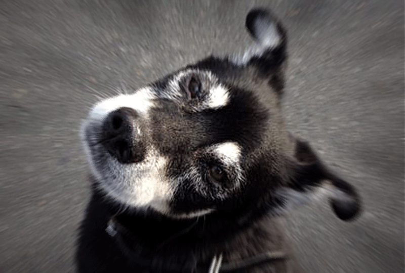 ハルさん、もう一つの老犬アルバム
