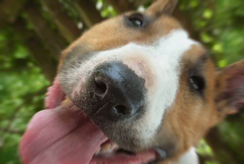 鼻さんの老犬アルバム