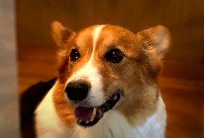 ゆうすけさんの老犬アルバム