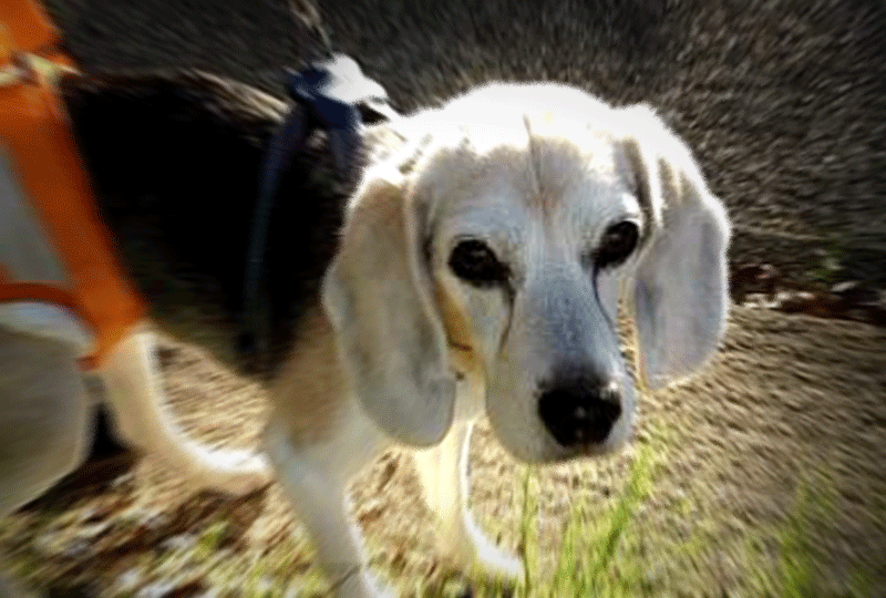 老犬アルバム_まろんさん